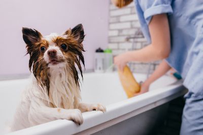 Pet Grooming and Pet Sitting Insurance in Oregon City, OR by Nick Watson Agency