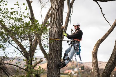 Tree Trimming Insurance in Oregon City, OR by Nick Watson Agency